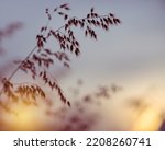 Defocused meadow grass among sunset light. Nature blurred background 