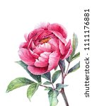 watercolor pink peony. vintage... | Shutterstock . vector #1111176881