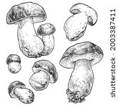Mushrooms Boletus Set. Vector...