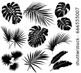 silhouettes of tropical leaves. ... | Shutterstock .eps vector #666555007