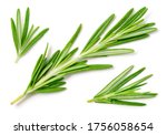 Rosemary isolated on white background. Top view rosemary twig set. Green herbs isolated on white.