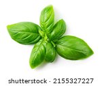 Basil isolated. Green basil leaf flat lay on white. Basil leaves top view. White background. Full depth of field.