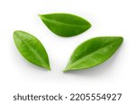 Blueberry leaf isolated.  Blueberry leaves flat lay on white background with clipping path.