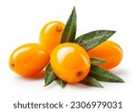 Small photo of Buckthorn isolated. Sea buckthorn with leaves on white background. Buckthorn berries with clipping path. Full depth of field. Perfect retouched image.