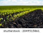 Fresh Green Sprouts Of Maize In ...