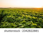 Small photo of Endless field with soybean plants. Harvesting. Soya bean sprout growing on an industrial scale. Summer landscape.