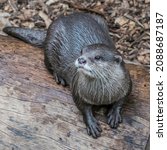 Asian Small Clawed Otter Has...