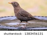 Female Common Blackbird ...
