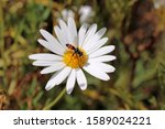 Hoverfly on daisy, South Australia