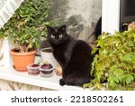 Black bombay cat portrait with big yellow eyes sit on windowsill with houseplant at home