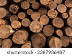 Lumber wood. Sawn cut trees, logs close up background texture. Firewood, deforestation, forest destruction