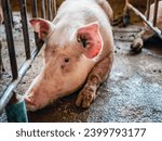 Small photo of Portrait of cute breeder pig with dirty snout, Close-up of Pig's snout.Big pig on a farm in a pigsty, young big domestic pig at animal farm indoors