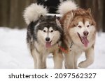 Two shaggy sled dogs, a red and a gray Alaskan malamute, drive a sleigh together in the snow in winter