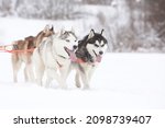 Two gray siberian husky sled dogs drive a sleigh together in the snow field in winter