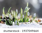 White flowers of snowdrops grow among the melted snow in early spring on a sunny day
