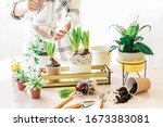 Woman taking care of various home plants, watering and repoting hyacinth in metal and concrete pot on wooden table. Home gardening and planting concept. Spring time.