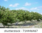 Cashew nuts fruit trees, farm production