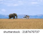 Small photo of Lone African elephant walking with blurred forefire of savanna grassland and tourist car stop by watching at Masai Mara National Reserve Kenya.