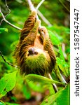 Small photo of Wild two-toed sloth hanging on tree in Colon Island, Bocas del Toro, Panama