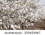 Beautiful photo of blooming almond trees.