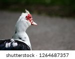 Muscovy Duck Is A Really...