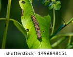 Monarch Catterpillar On A...