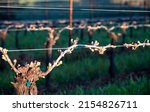New Leaves Sprout On Grapevines ...