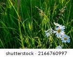 White daisies glow in long grass, highlighted by afternoon sun, a natural background texture. 