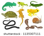 Reptile and amphibian set, chameleon, frog, turtle, lizard,gecko, triton vector Illustration on a white background