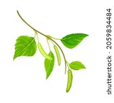 branch of birch with green... | Shutterstock .eps vector #2059834484
