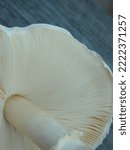 Close Up Of Mushroom Gills....