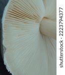 Close Up Of Mushroom Gills....