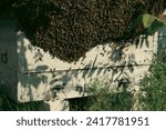 Small photo of A huge swarm of bees on a hive. Migration of bees in spring. Behavior of insects in nature. Swarming honey bees form a cluster