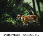 Tiger from Corbett Tiger Reserve , India 