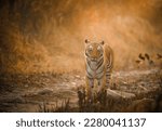 Small photo of Bengal tiger from Corbett Tiger Reserve India