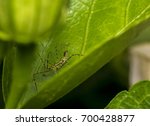 Leafhopper Assassin Bug  Zelus...