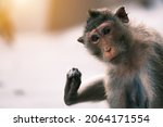 Portrait Of Macaque Monkey ...