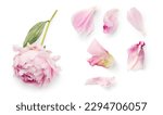Small photo of top view of a beautiful pink peony and loose petals isolated over a transparent background, romantic feminine spring design element