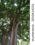 Small photo of Ficus aurea or Florida strangler fig or golden fig or higueron tree has a lot of abundant adventitious roots