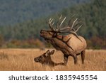 wild elk in the west.