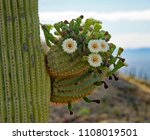 Close Up Of Saguaro Cactus Arm...
