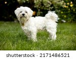 Maltese dog, pet, white puppy in garden, summeritme