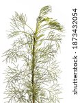 Small photo of medicinal plant from my garden: Artemisia abrotanum (southernwood ) front view isolated on white background