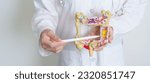 Small photo of Doctor holding human Colon anatomy model. Colonic disease, Large Intestine, Colorectal cancer, Ulcerative colitis, Diverticulitis, Irritable bowel syndrome, Digestive system and Health concept