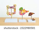 Small photo of human Digestive system anatomy model, Pancreas, Gallbladder, Bile Duct, Liver and Colon Large Intestine. Disease, healthcare and Health concept