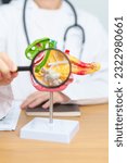Small photo of Doctor with human Pancreatitis anatomy model with Pancreas, Gallbladder, Bile Duct, Duodenum, Small intestine and magnifying glass. Pancreatic cancer, acute pancreatitis and Digestive system