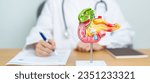 Small photo of Doctor with human Pancreatitis anatomy model with Pancreas, Gallbladder, Bile Duct, Duodenum, Small intestine. Pancreatic cancer, Acute and Chronic pancreatitis, Digestive system and Health concept