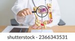 Small photo of Doctor with human Colon anatomy model and magnifying glass. Colonic disease, Large Intestine, Colorectal cancer, Ulcerative colitis, Diverticulitis, Irritable bowel syndrome and Digestive system