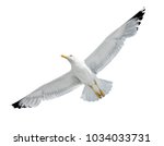 Flying Seagull isolated on white background