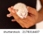 Small photo of Small newborn cat held by the hand of a man dressed in black. Concept of frailty in newborns.